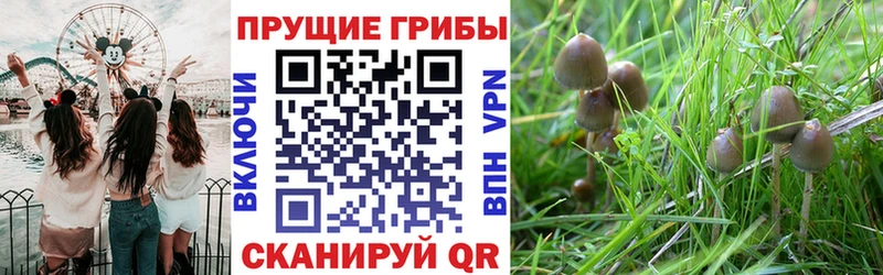 Псилоцибиновые грибы прущие грибы  Красный Кут 